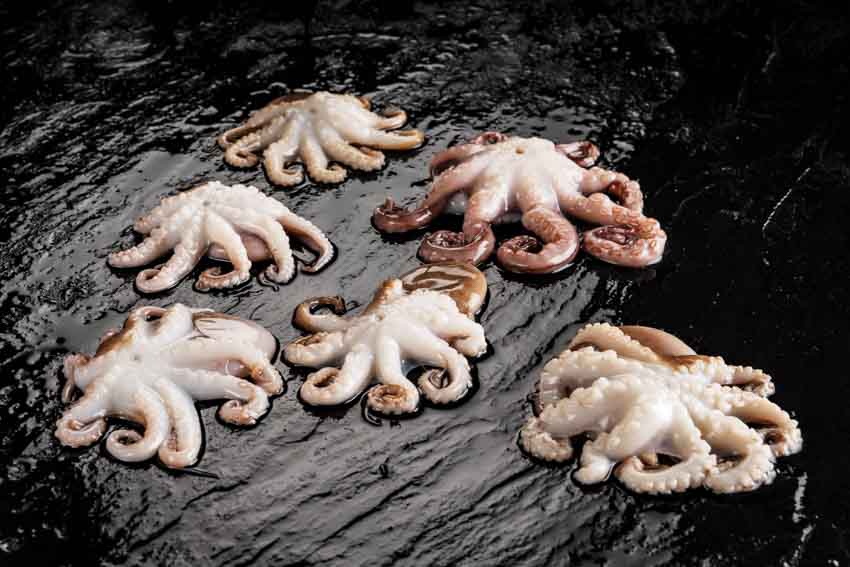 Babyoctopus