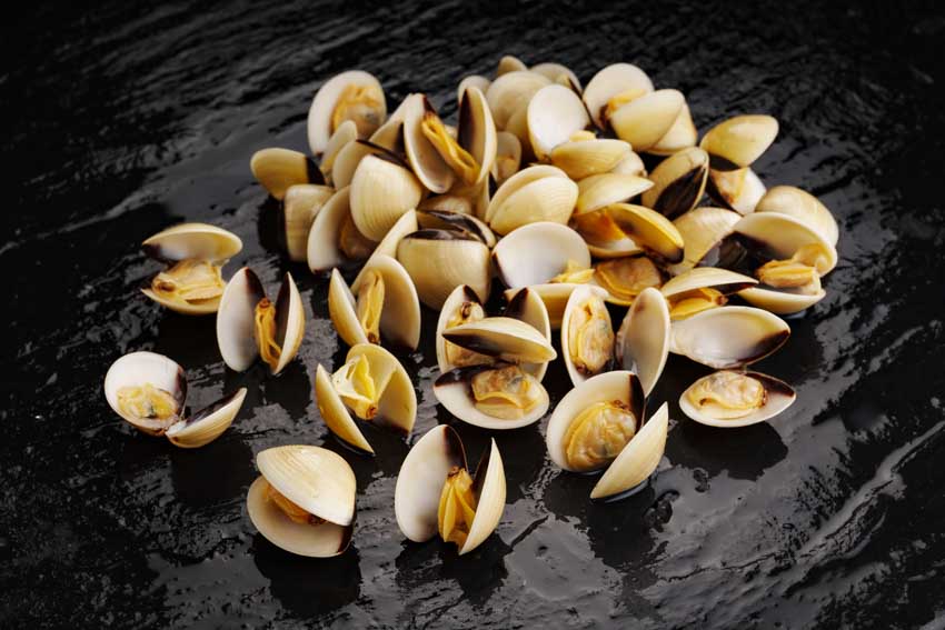 Venusmuscheln
