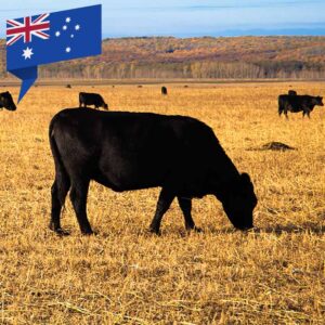 Australisches Wagyu