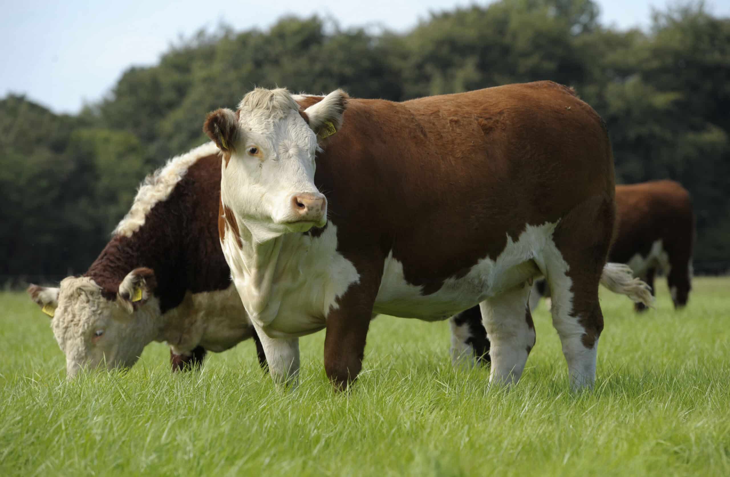 Irisches Rumpsteak